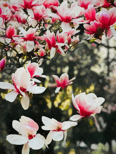 Blühende Magnolie, 2018 von Helen White